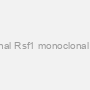 Monoclonal Rsf1 monoclonal antibody